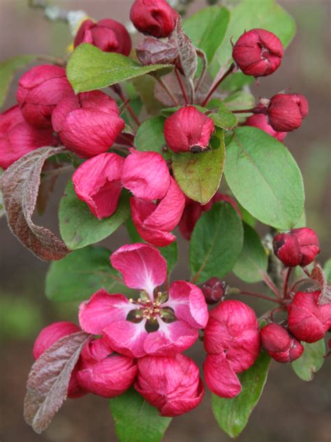 Showcase your style with Indian magic crabapple